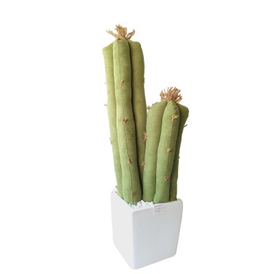 CACTUS "DON LILLO"
