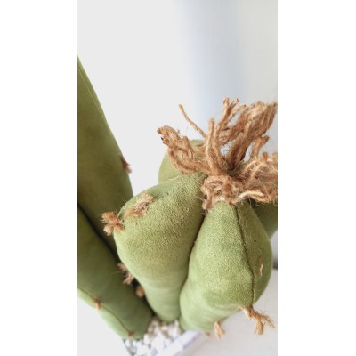 CACTUS "DON LILLO"