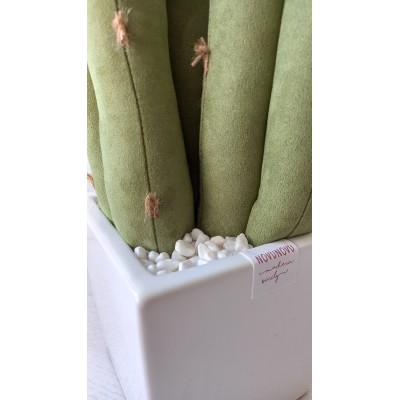 CACTUS "DON LILLO"