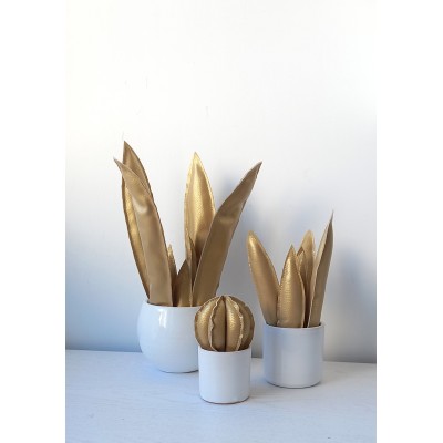 AGAVE PICCOLA "GOLD"